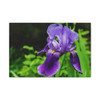 Violet Iris - Stretched Canvas Print