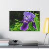 Violet Iris - Stretched Canvas Print