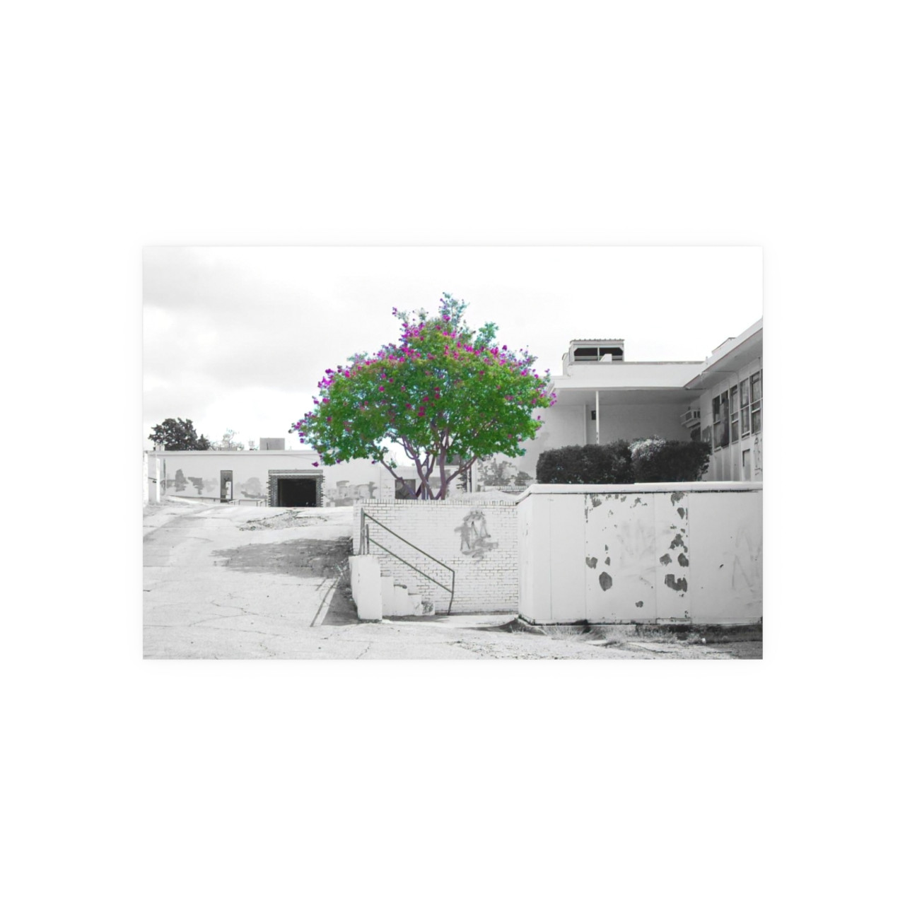 Beauty Among Ruins - Photographic Print