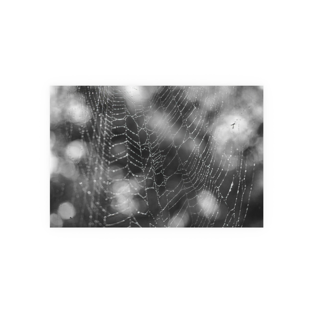 The Webs We Weave - Photographic Print
