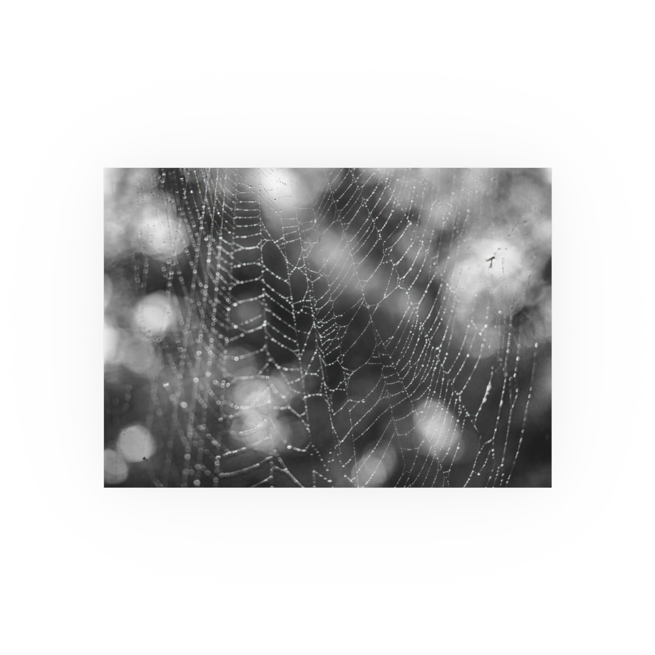 The Webs We Weave - Photographic Print