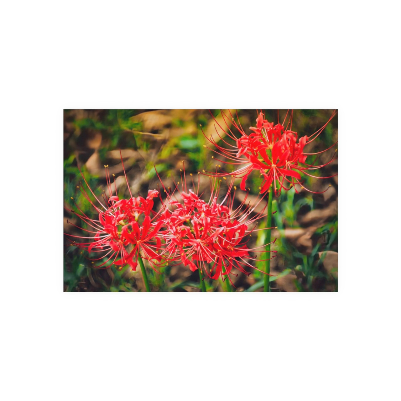 Red Spiders - Photographic Print