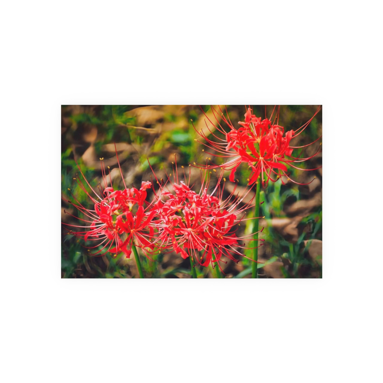 Red Spiders - Photographic Print
