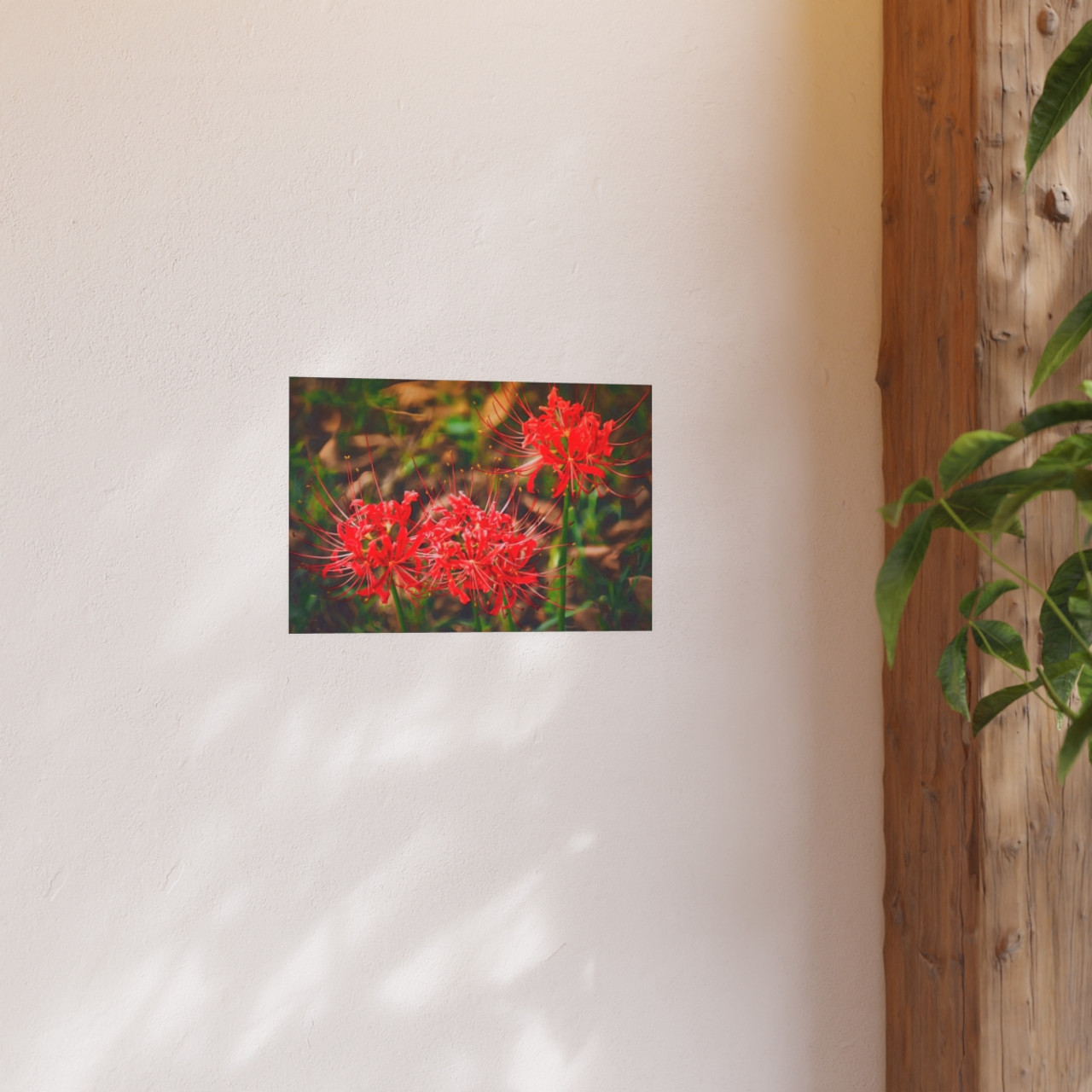 Red Spiders - Photographic Print