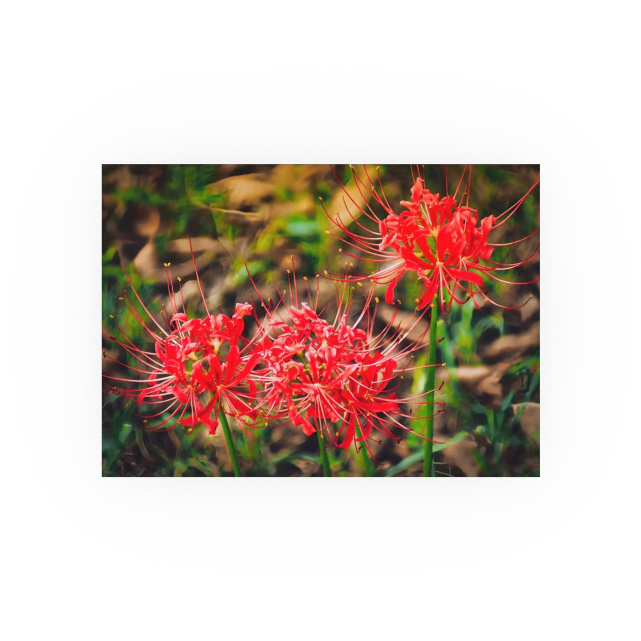 Red Spiders - Photographic Print