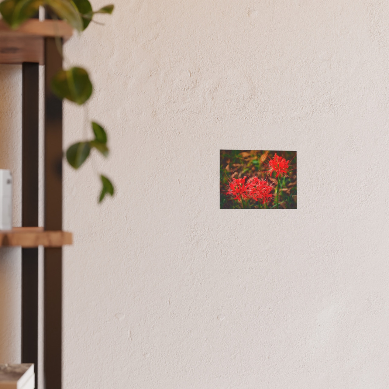 Red Spiders - Photographic Print