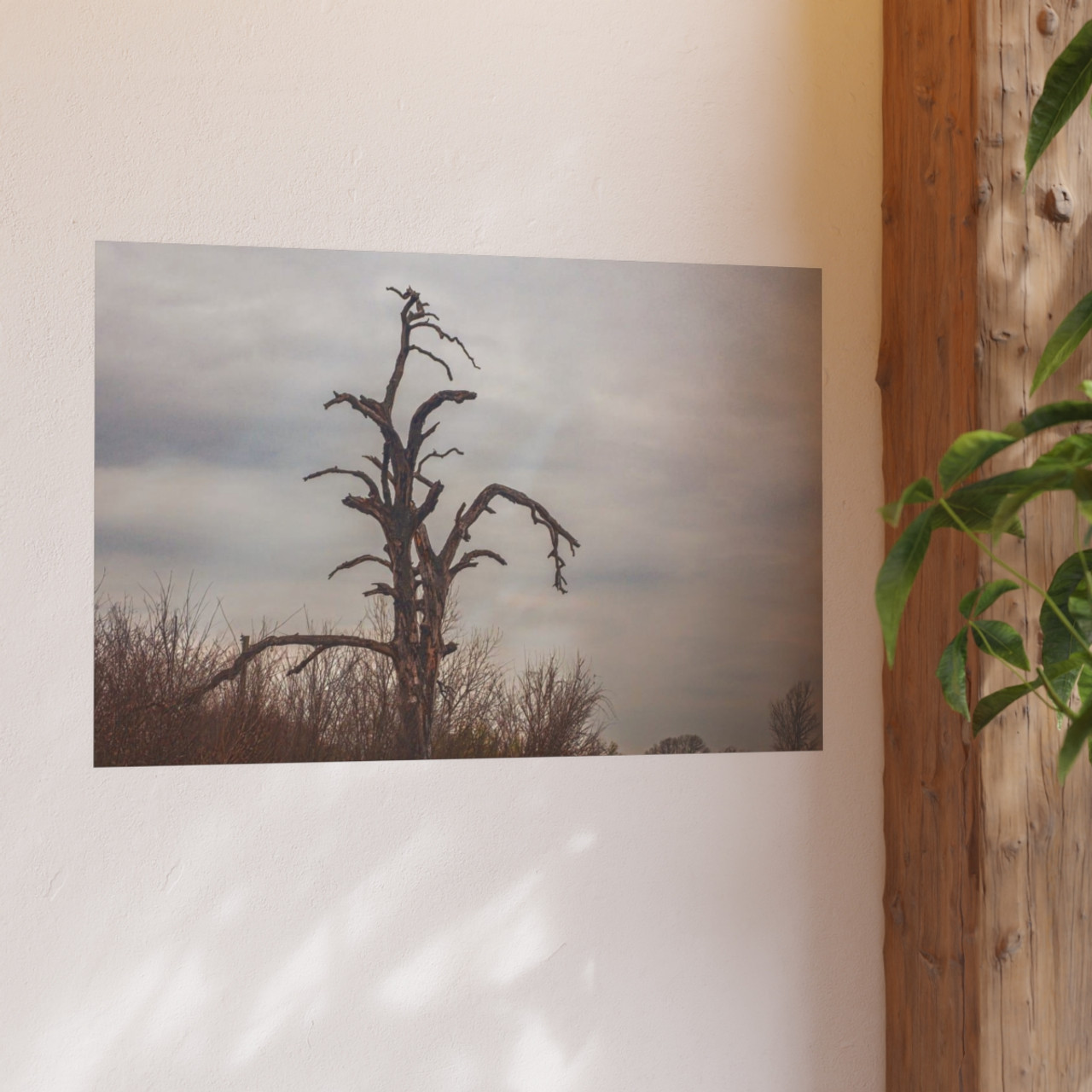 Lonely Oak - Photographic Print