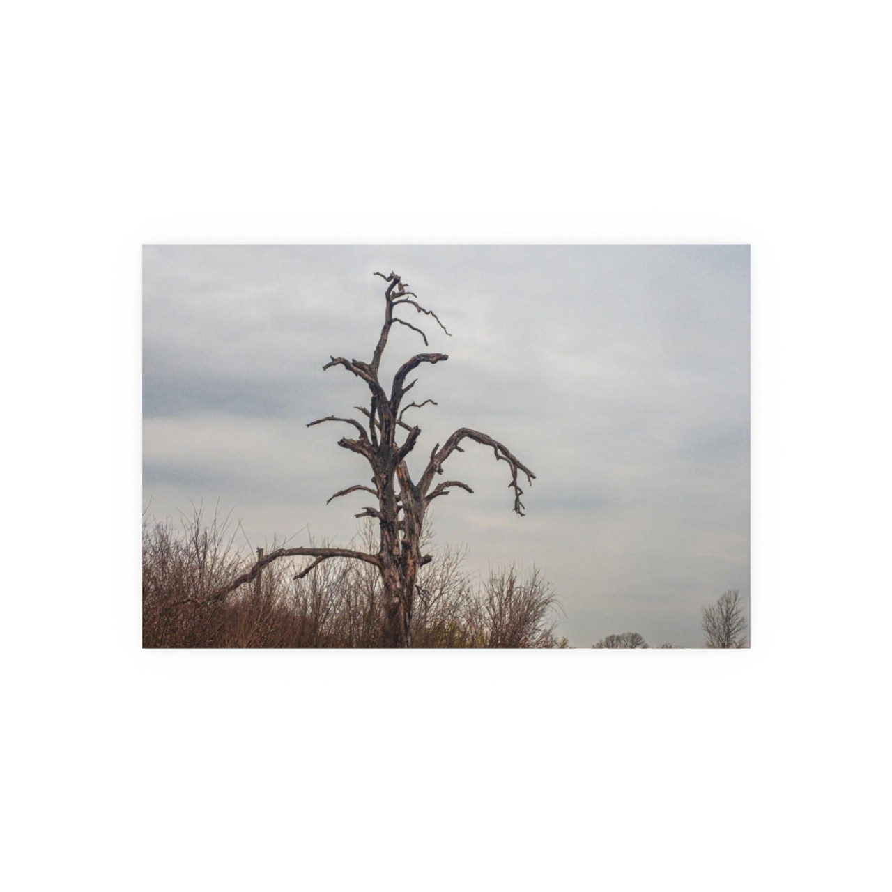 Lonely Oak - Photographic Print