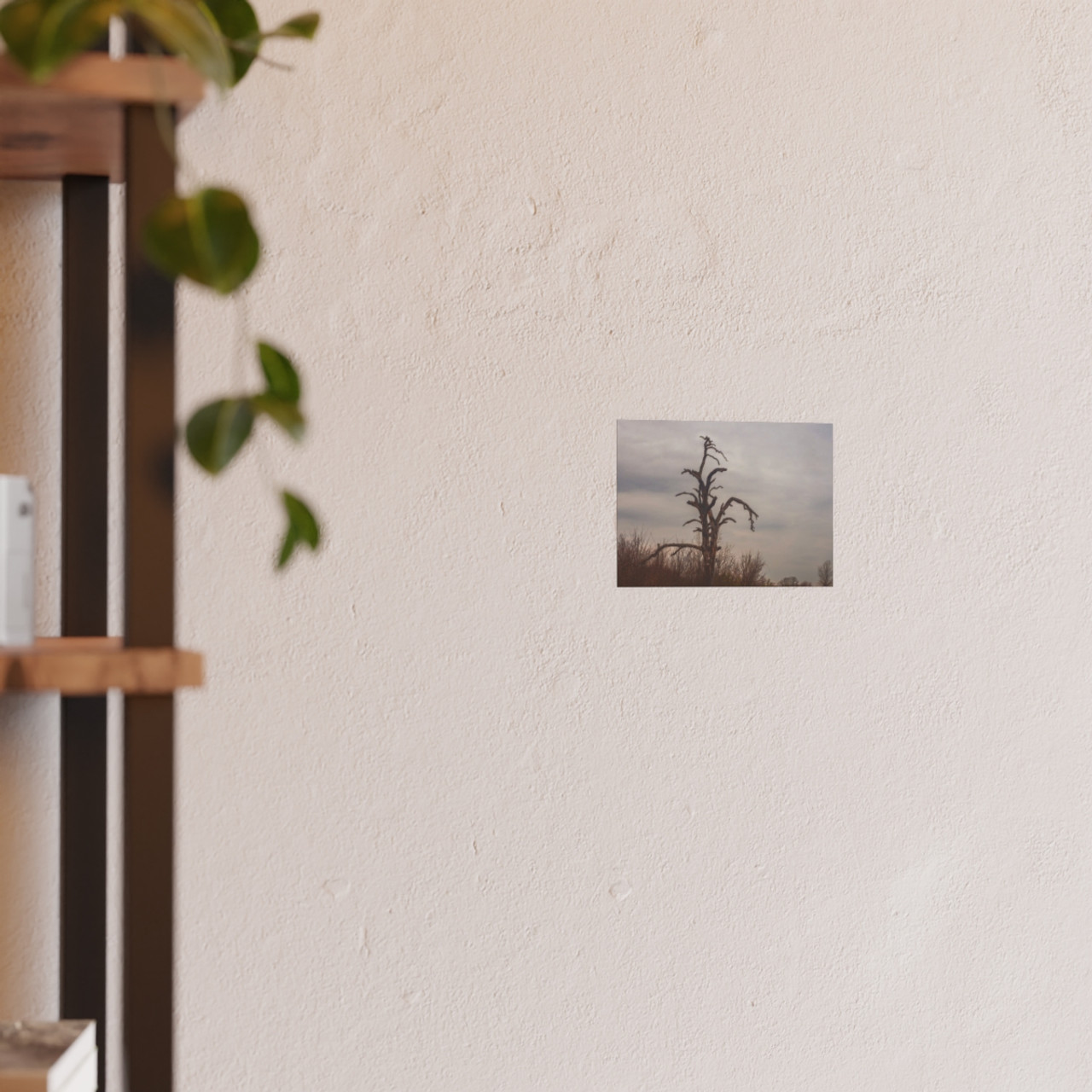 Lonely Oak - Photographic Print