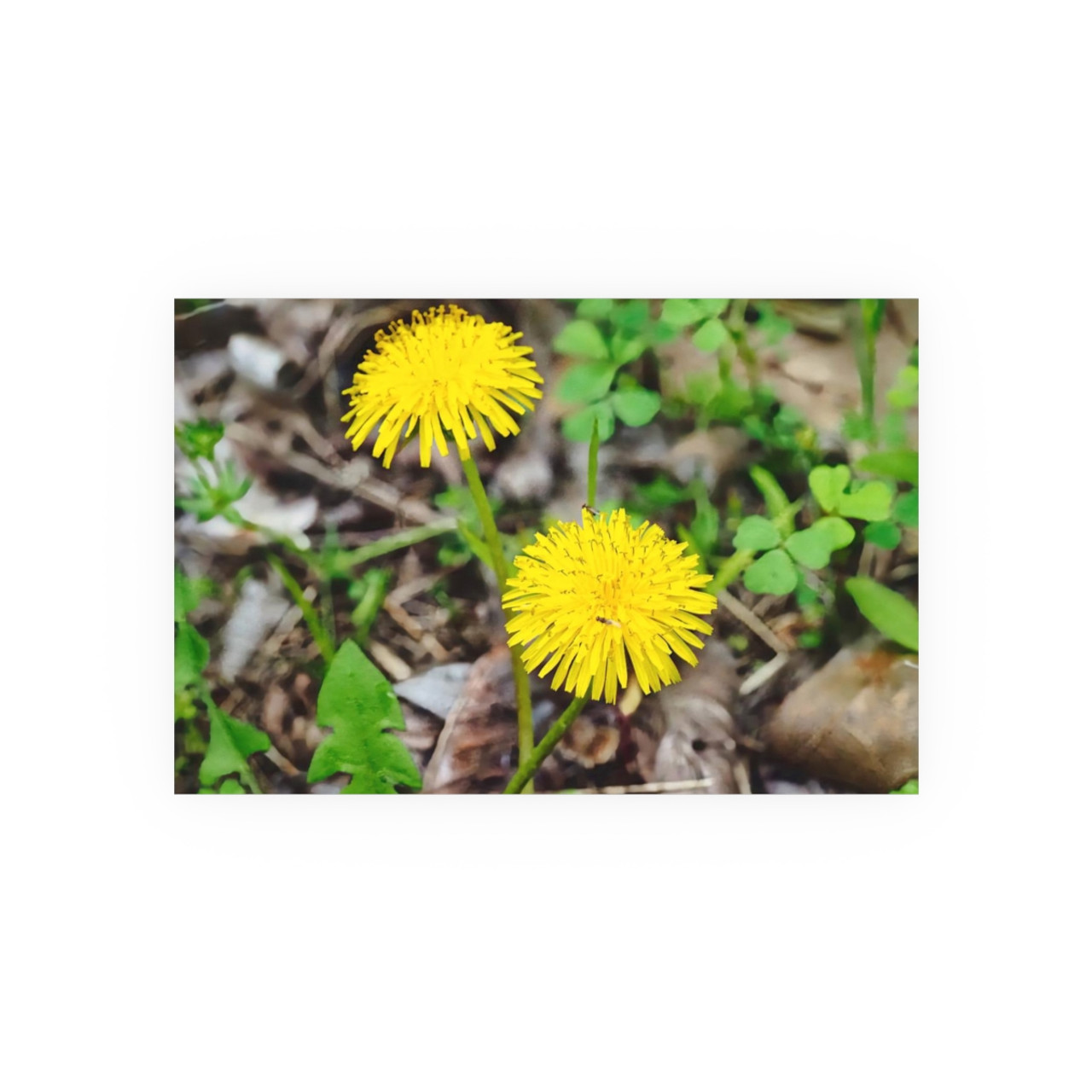 Just Dandy - Photographic Print