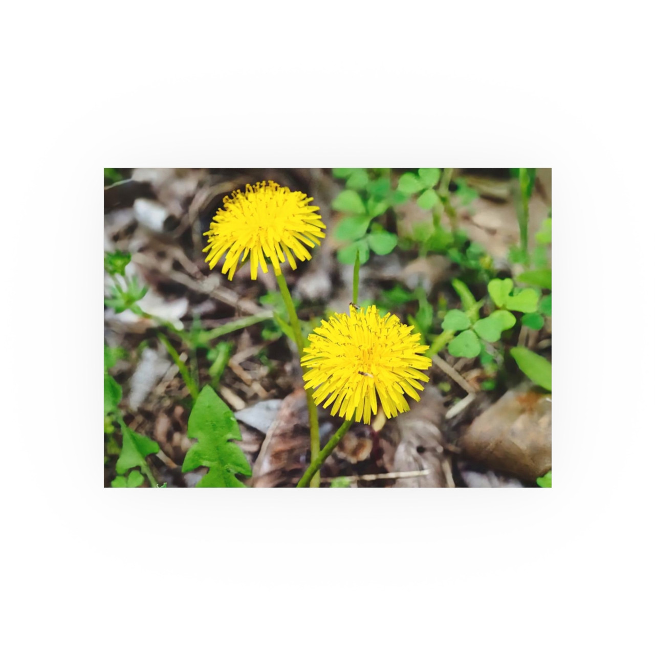 Just Dandy - Photographic Print