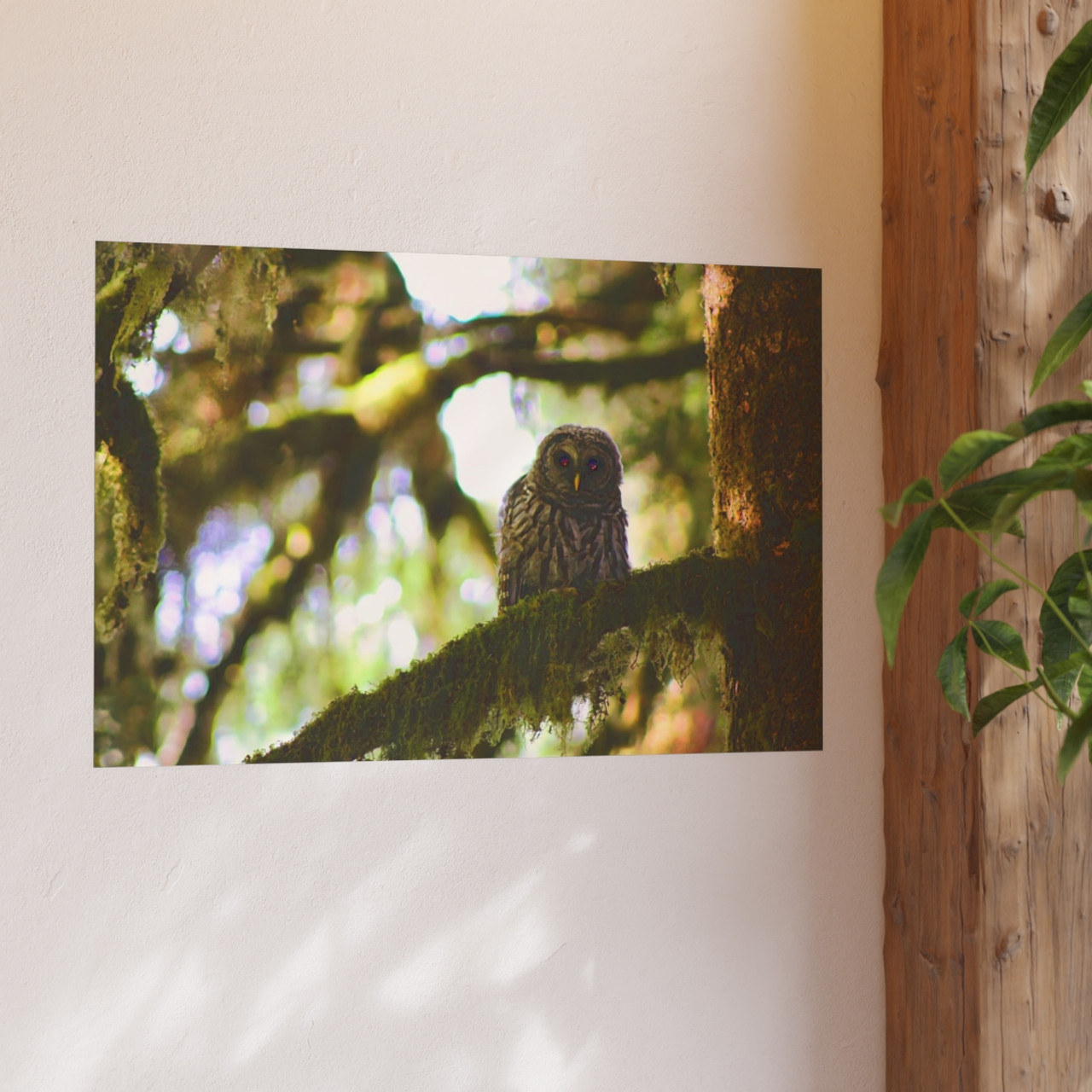 Owl Kami - Photographic Print