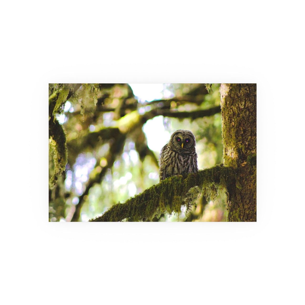 Owl Kami - Photographic Print