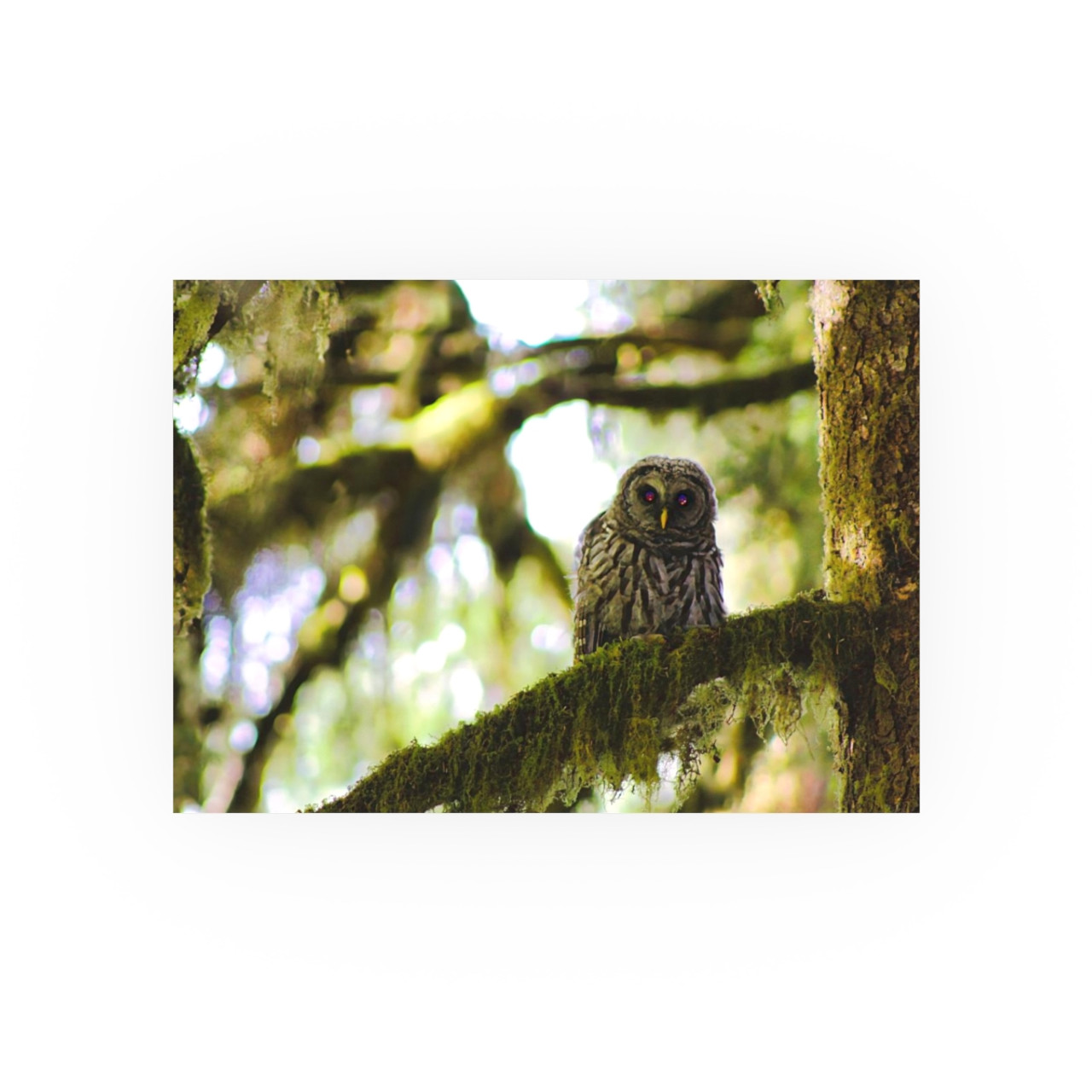 Owl Kami - Photographic Print