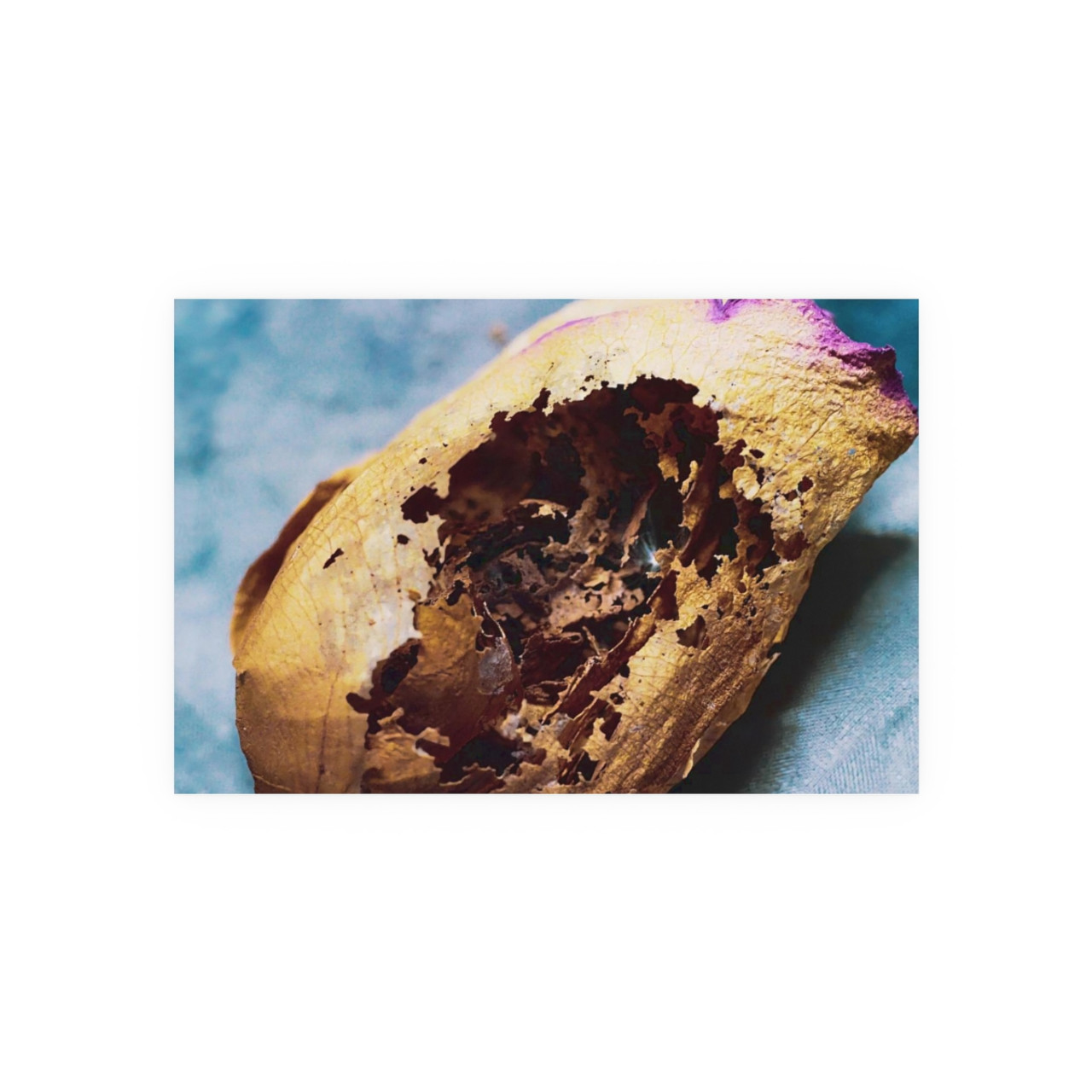 Beauty's Decay - Photographic Print