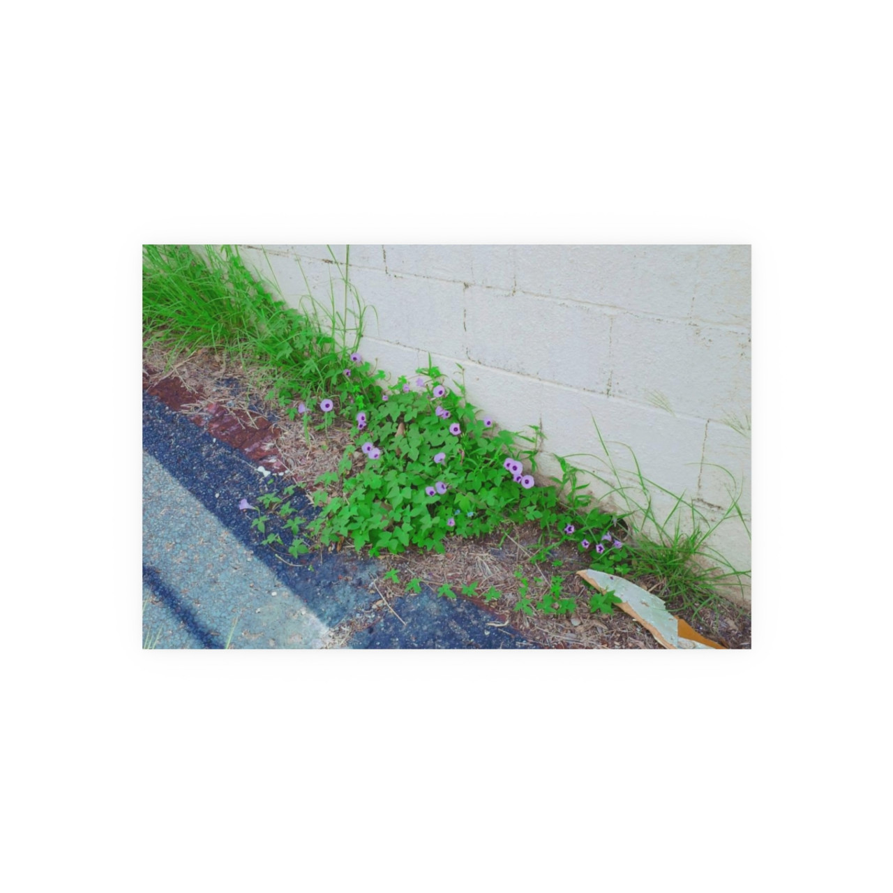 Nature Reclaiming - Photographic Print
