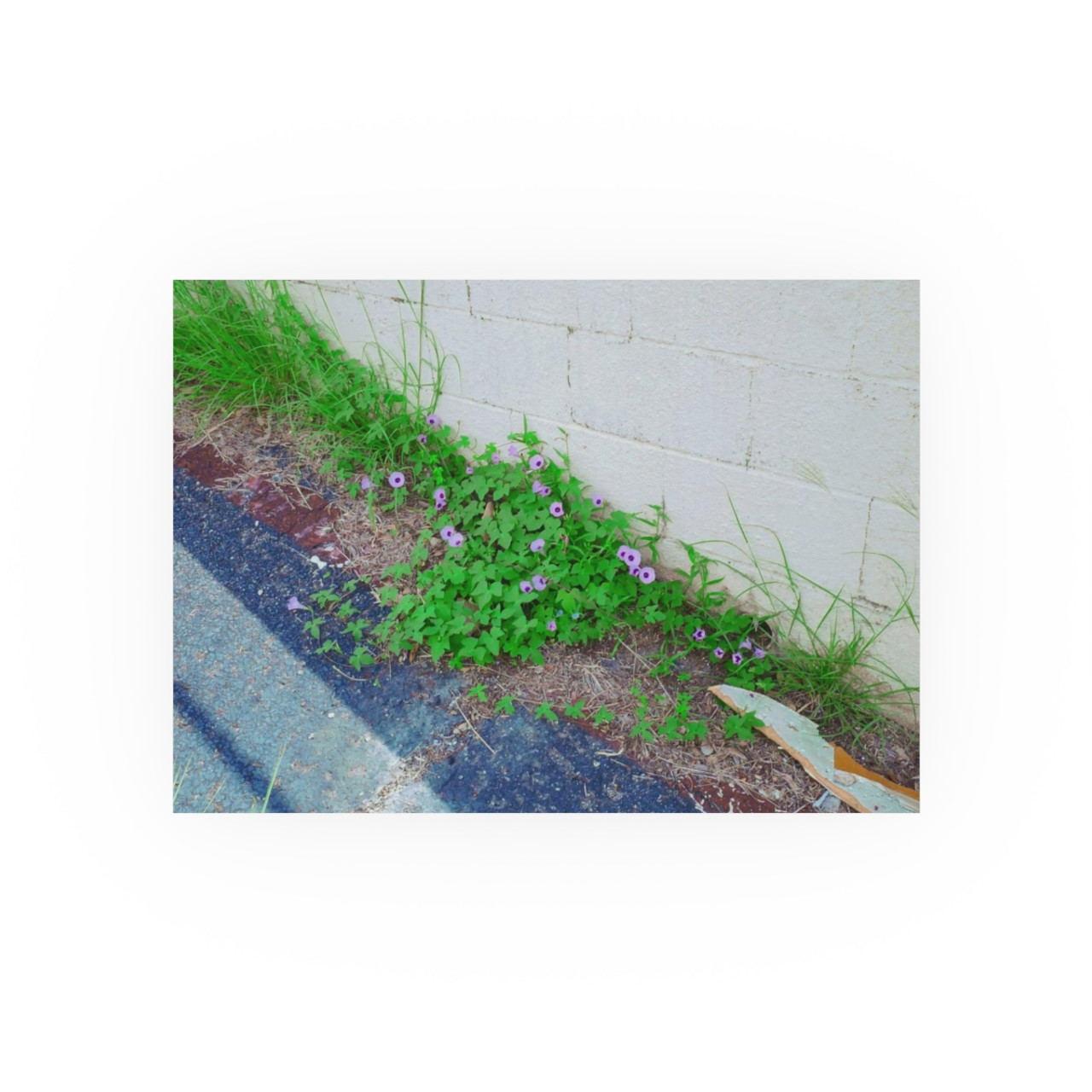 Nature Reclaiming - Photographic Print