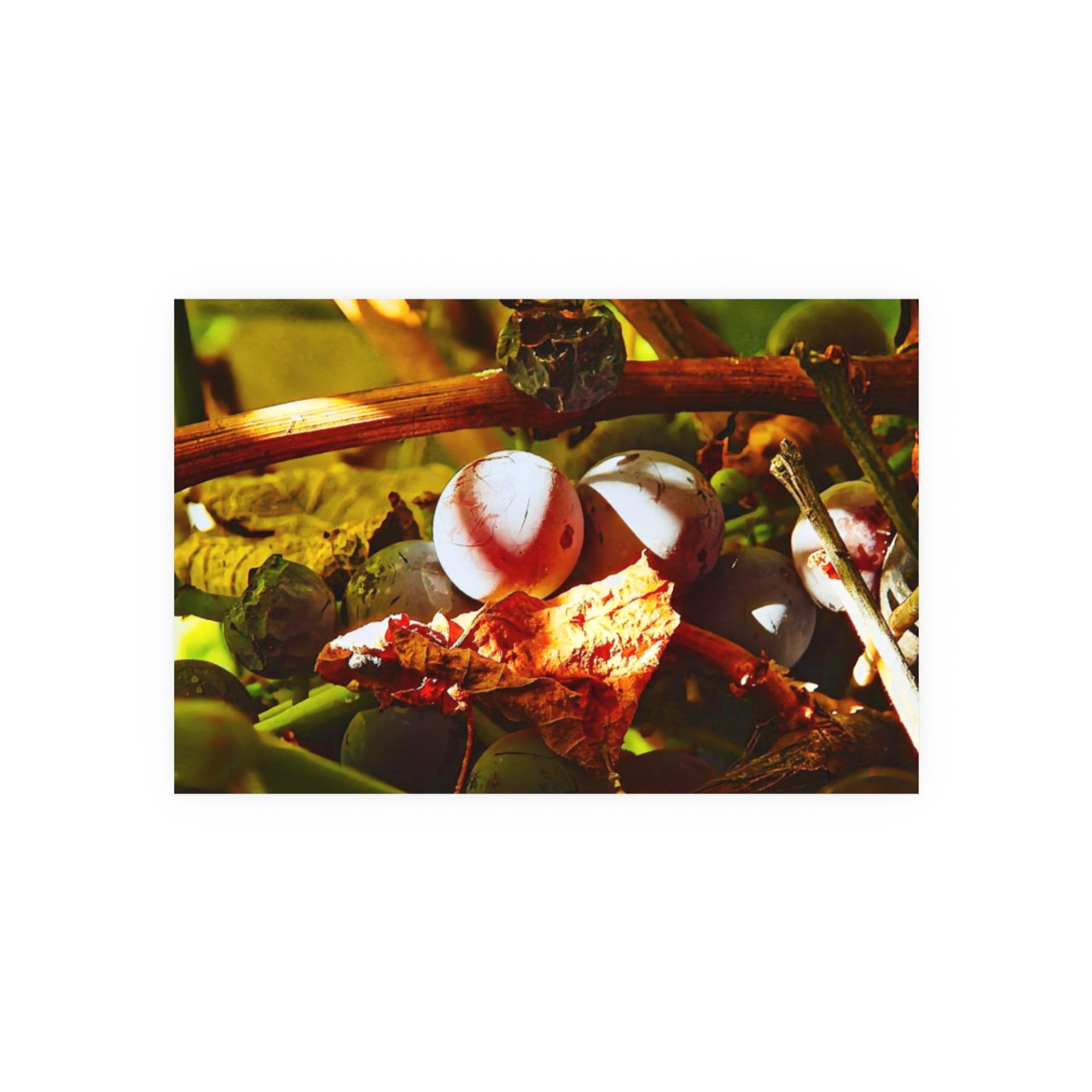 Berries- Photographic Print