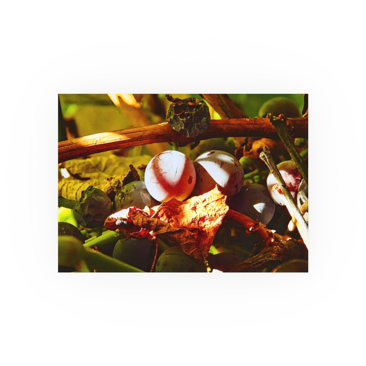 Berries- Photographic Print
