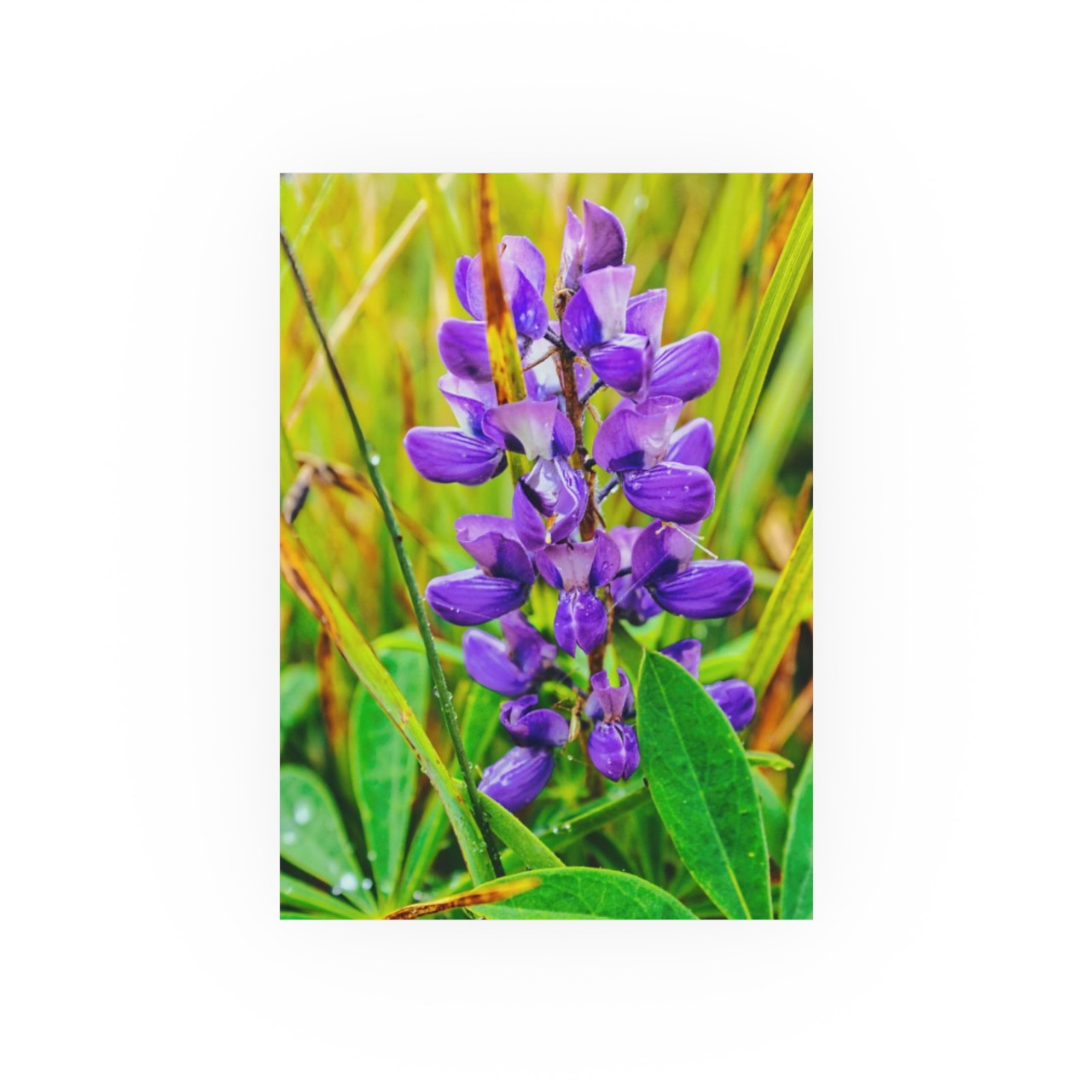 Lupine Love - Photographic Print
