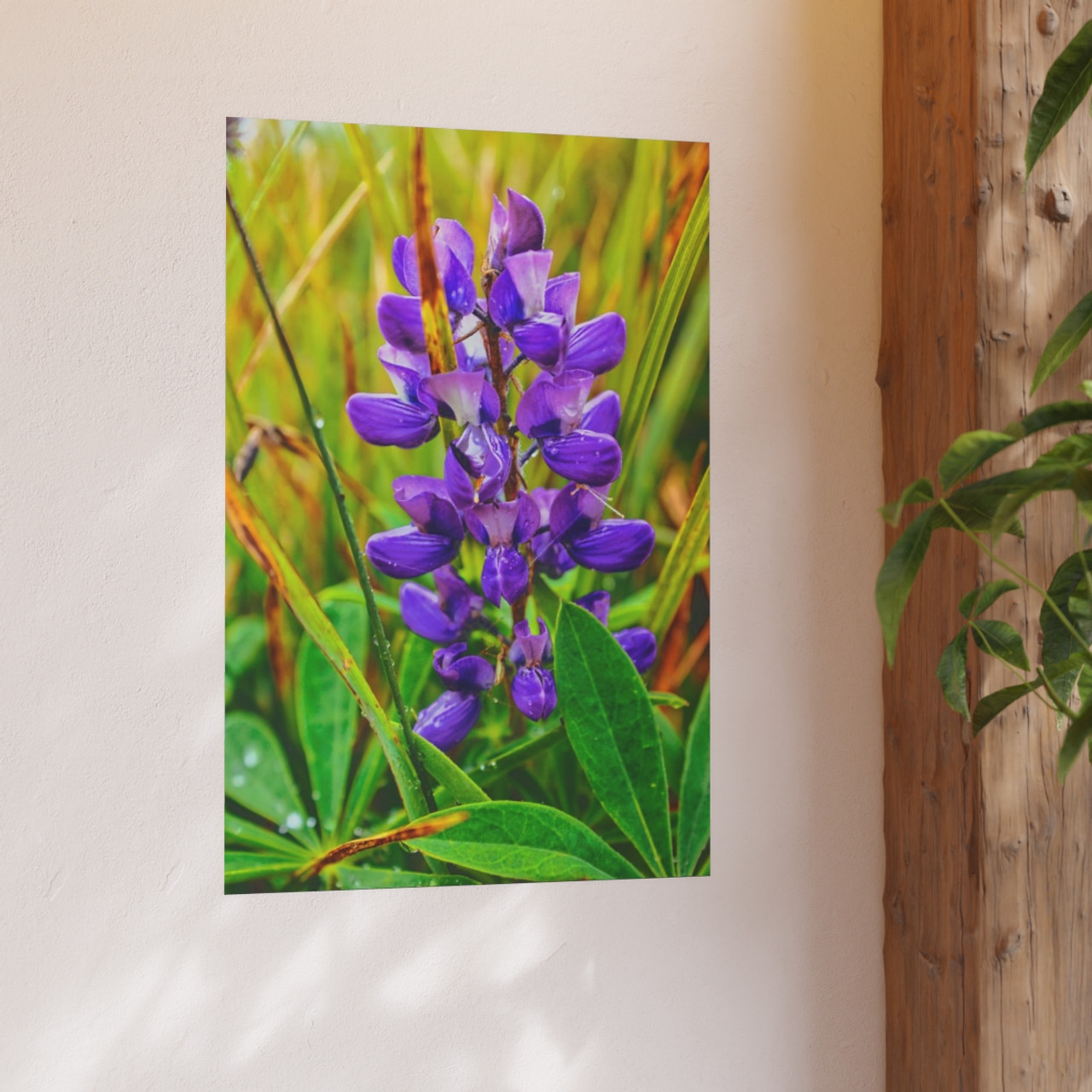 Lupine Love - Photographic Print