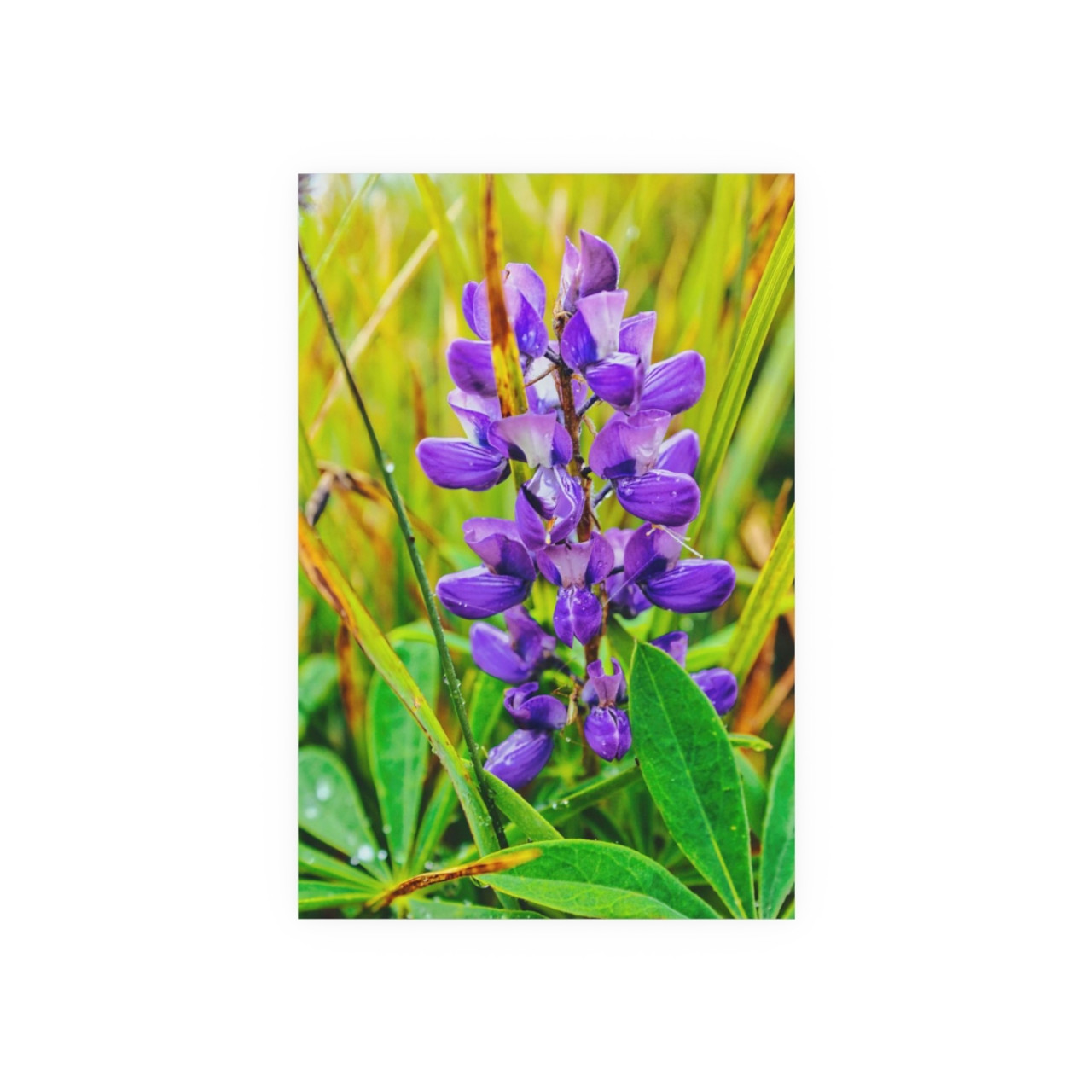 Lupine Love - Photographic Print