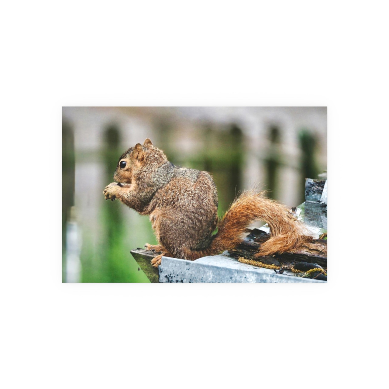 Biding His Time - Photographic Print