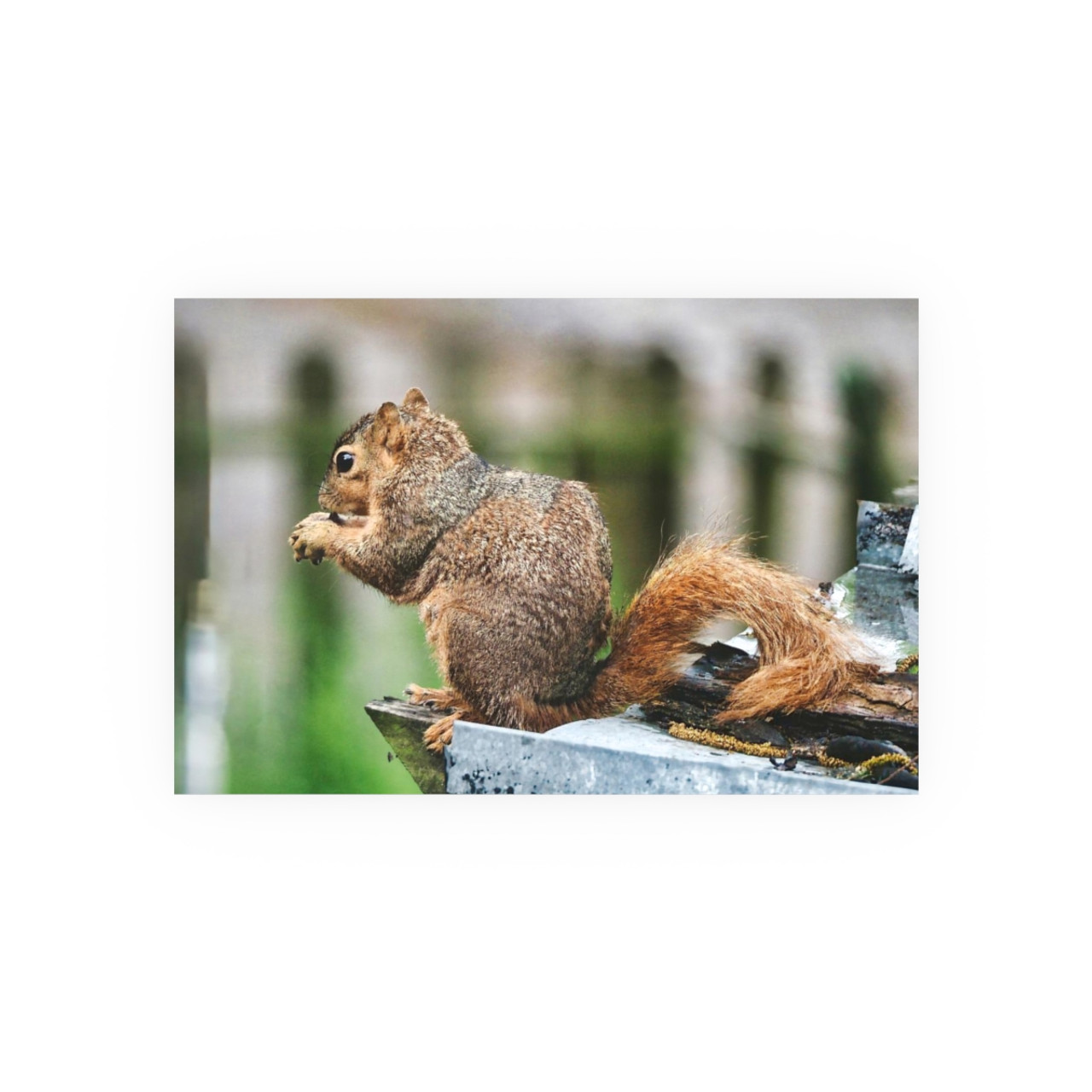 Biding His Time - Photographic Print