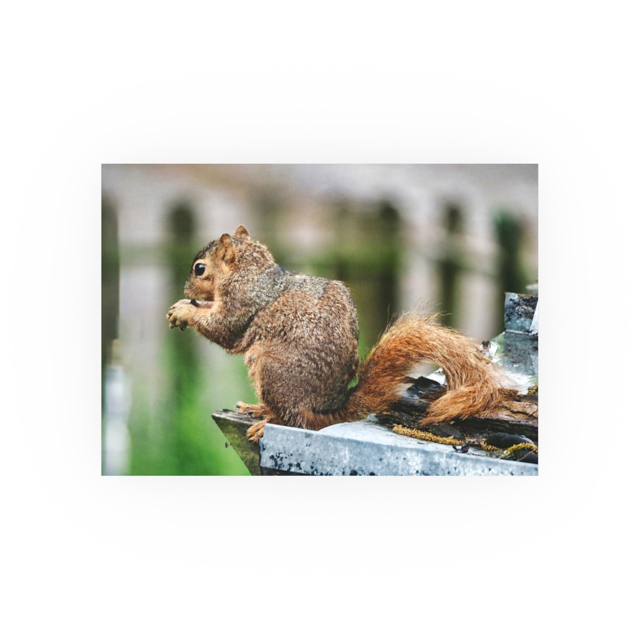 Biding His Time - Photographic Print