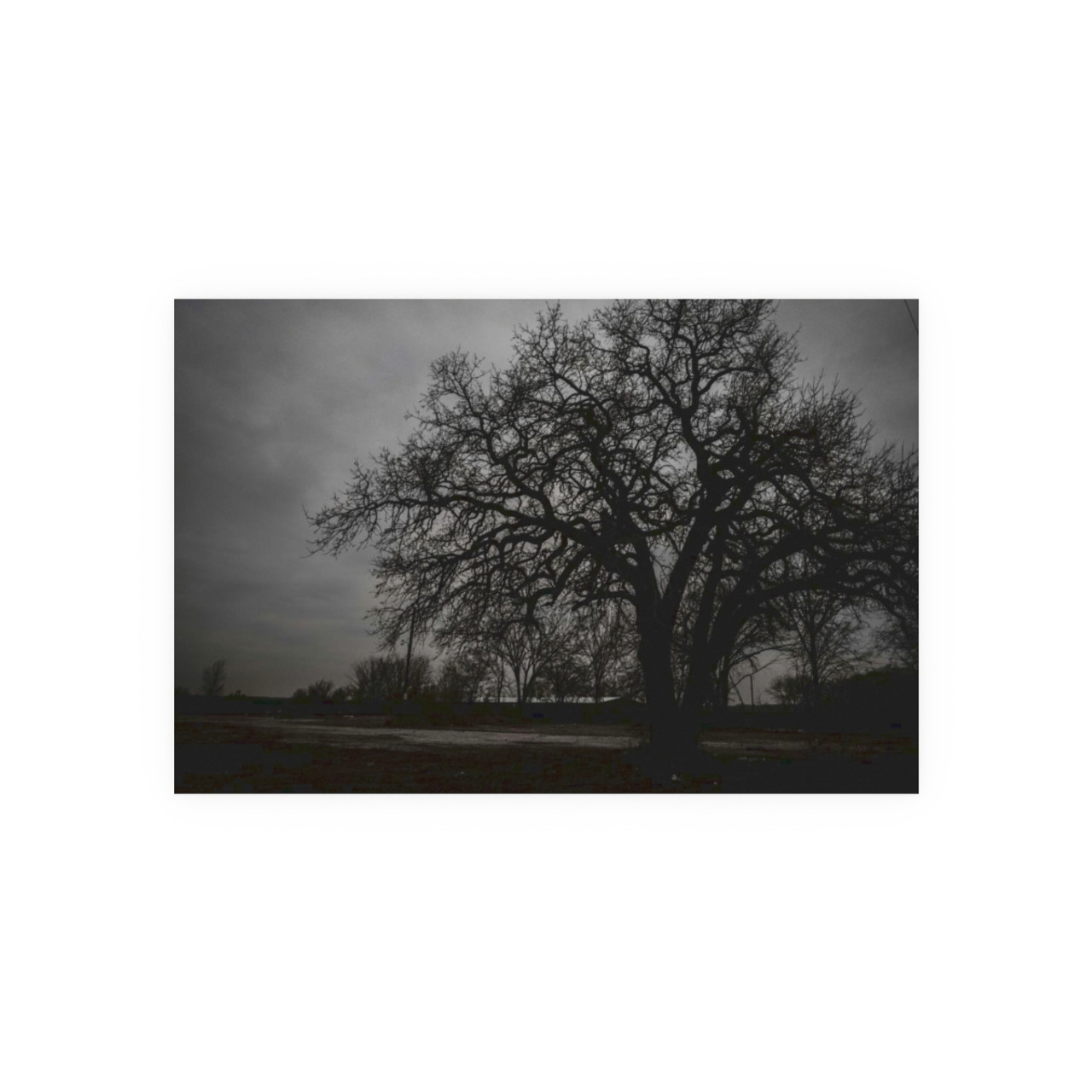Haunted Oak - Photographic Print
