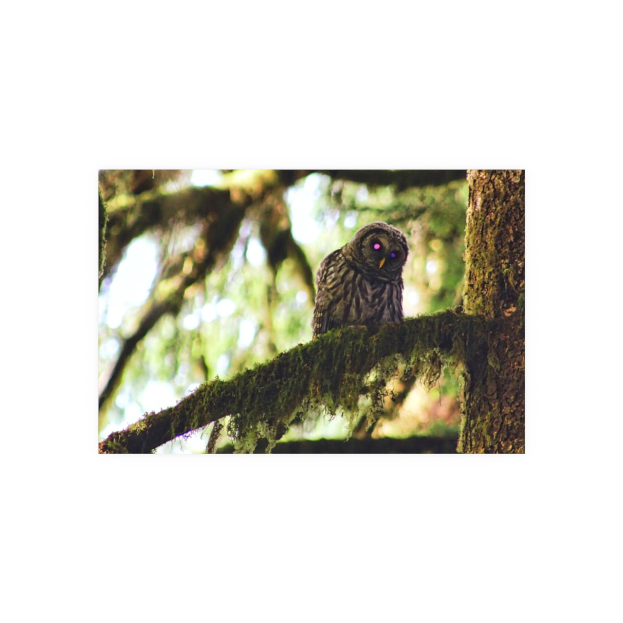 Watchful Kami - Photographic Print