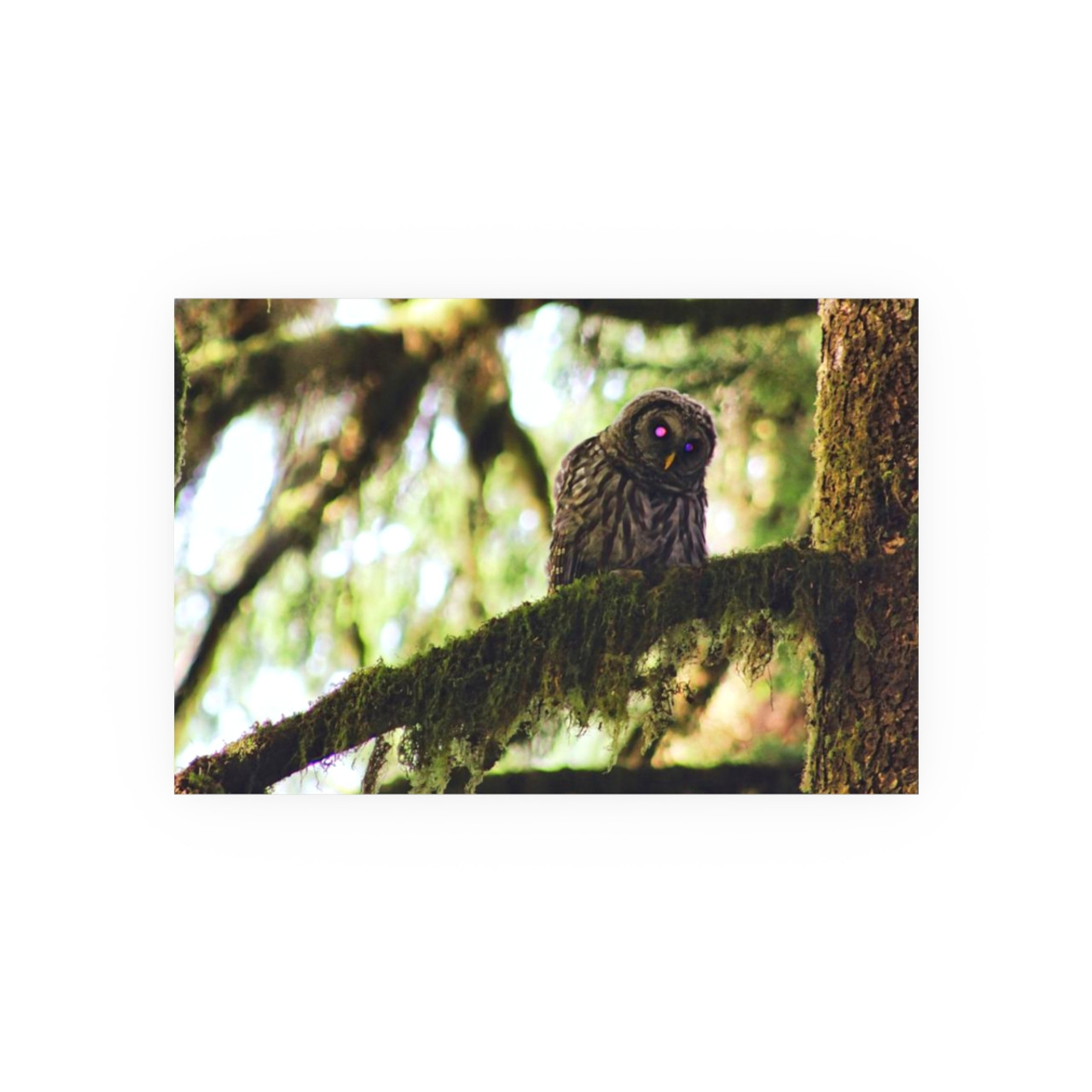 Watchful Kami - Photographic Print