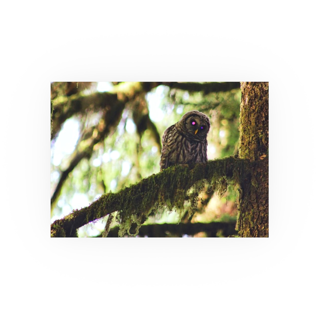 Watchful Kami - Photographic Print