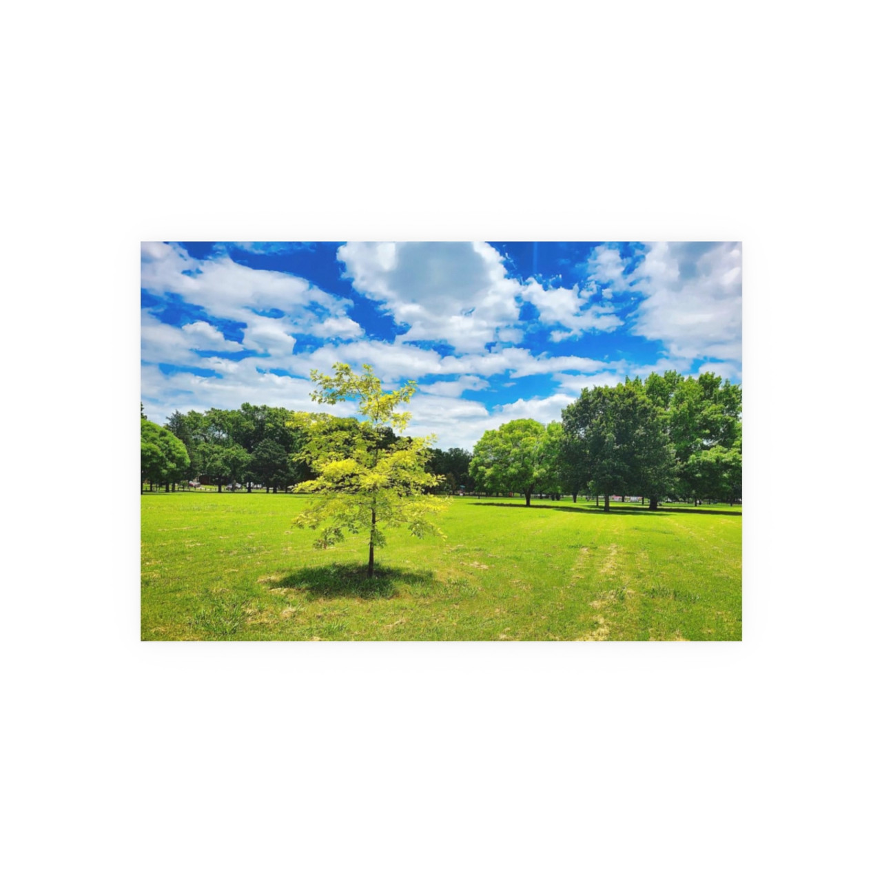 Sunny Day - Photographic Print