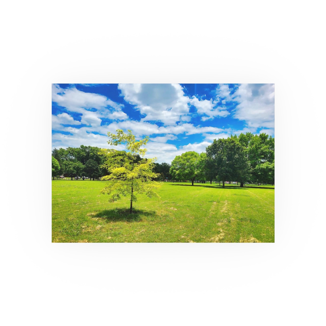 Sunny Day - Photographic Print