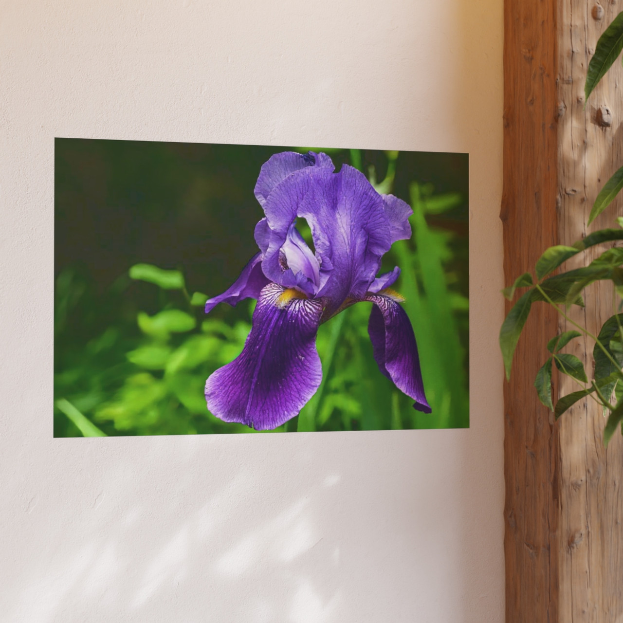 Violet Iris - Photographic Print