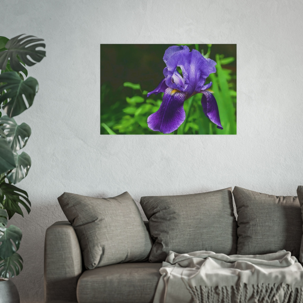 Violet Iris - Photographic Print