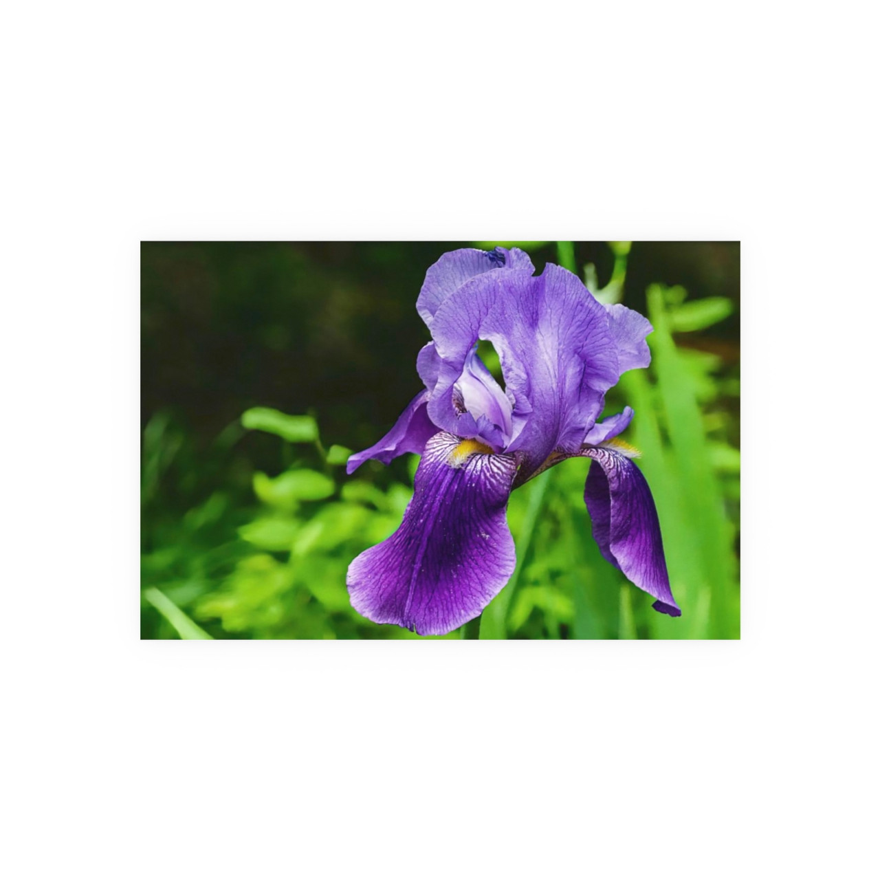 Violet Iris - Photographic Print