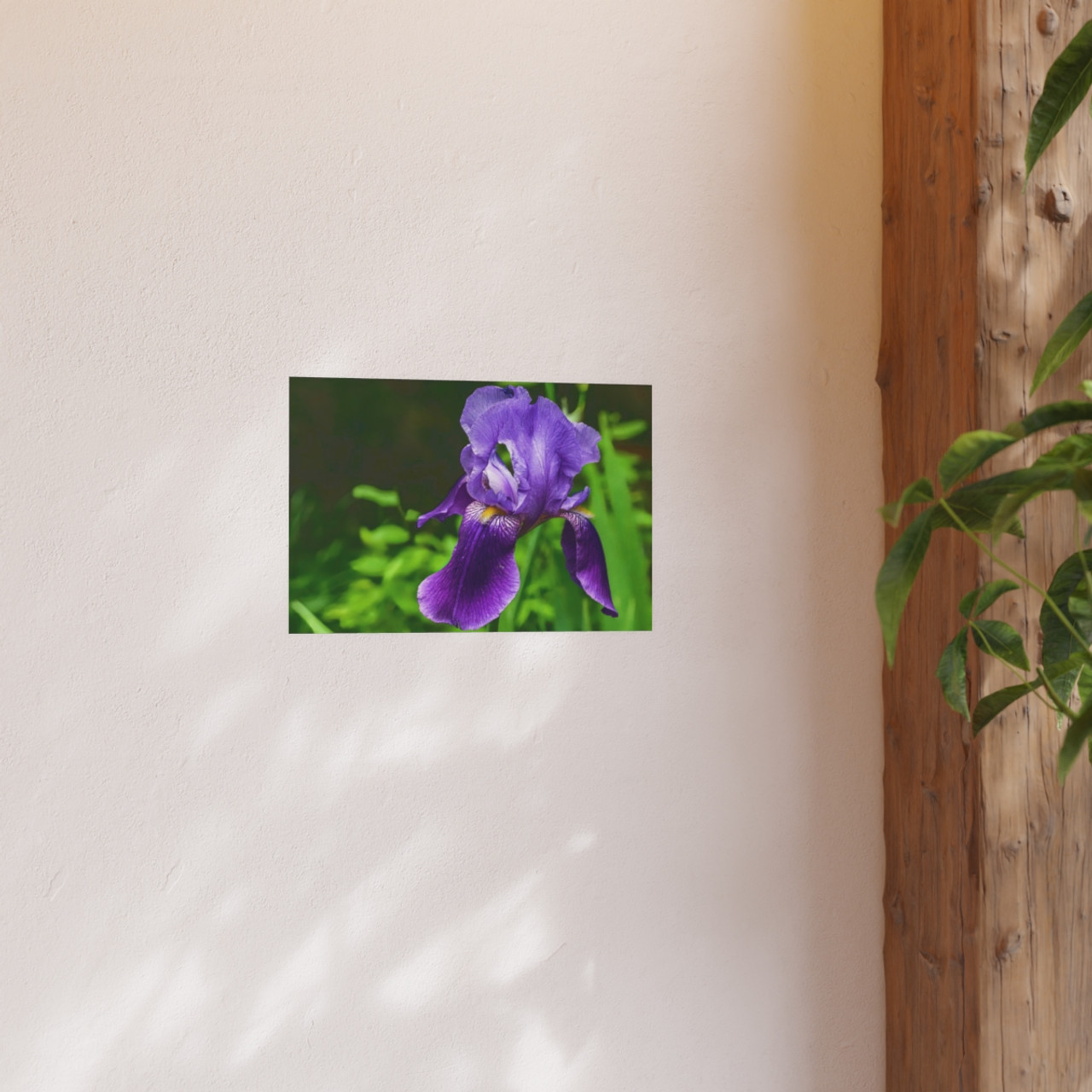 Violet Iris - Photographic Print