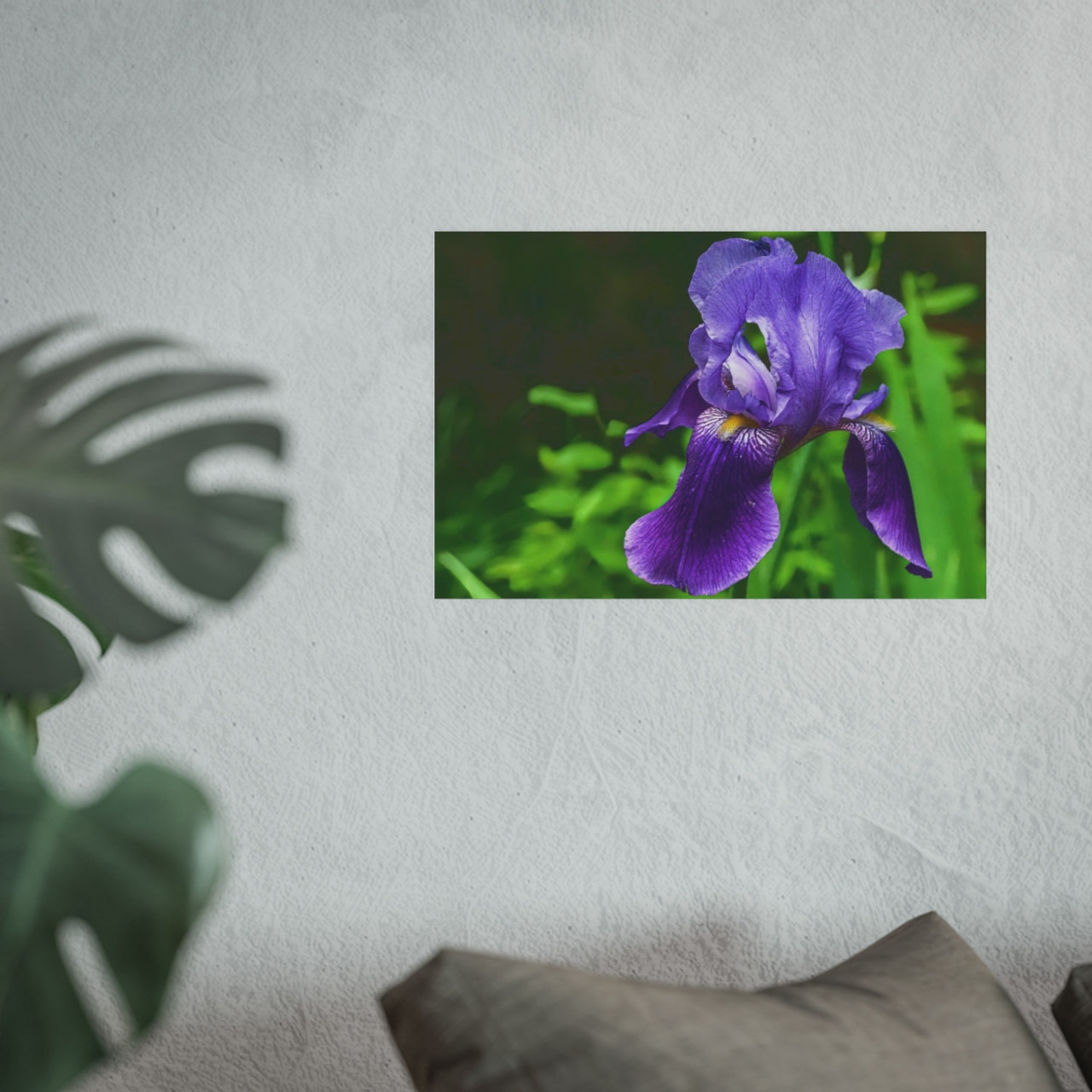 Violet Iris - Photographic Print