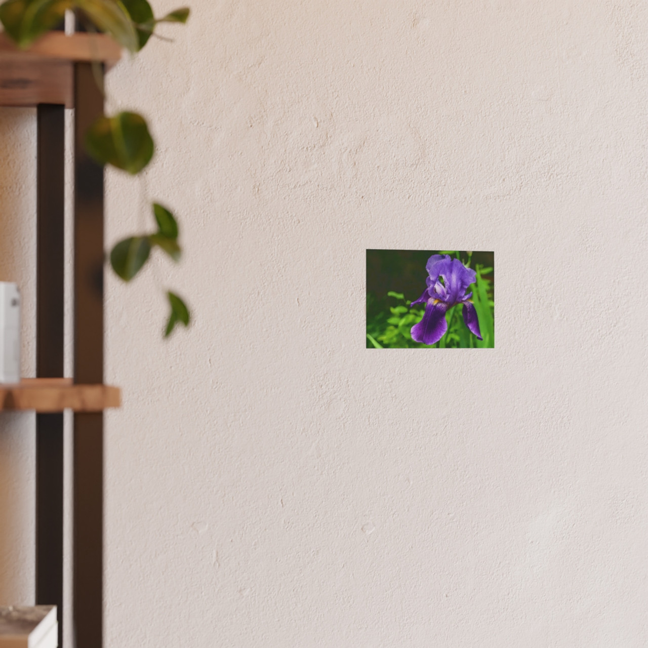 Violet Iris - Photographic Print