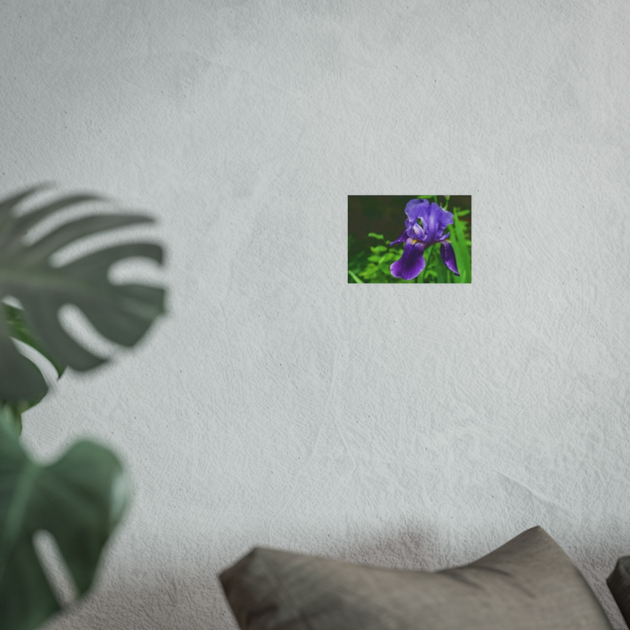 Violet Iris - Photographic Print