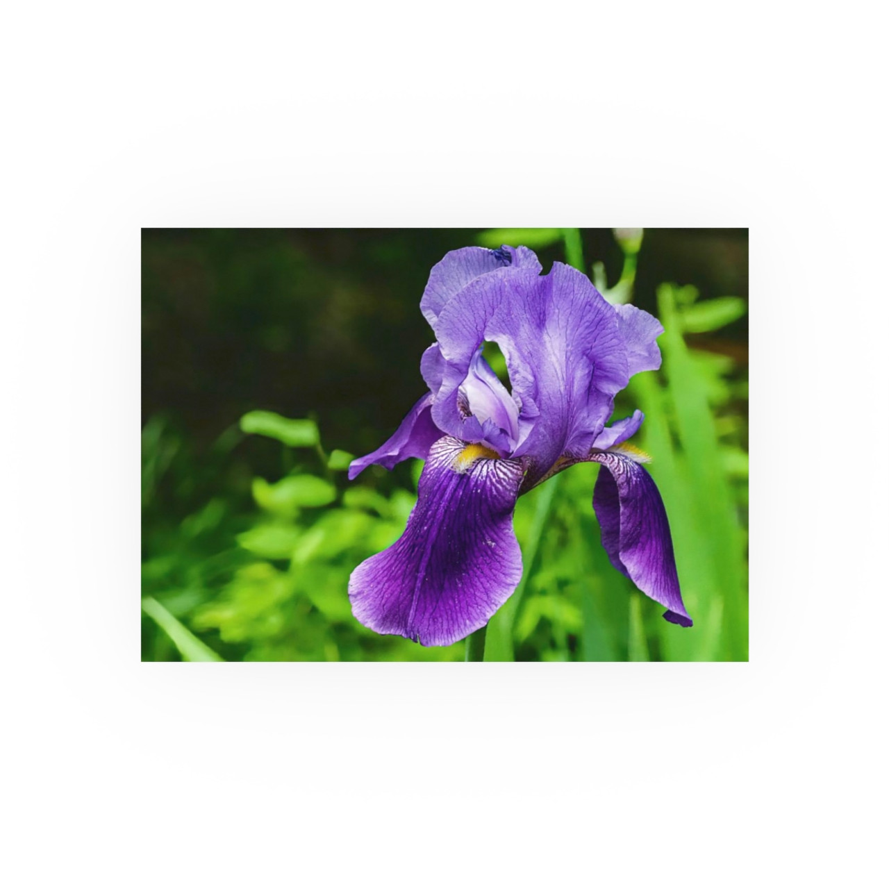 Violet Iris - Photographic Print