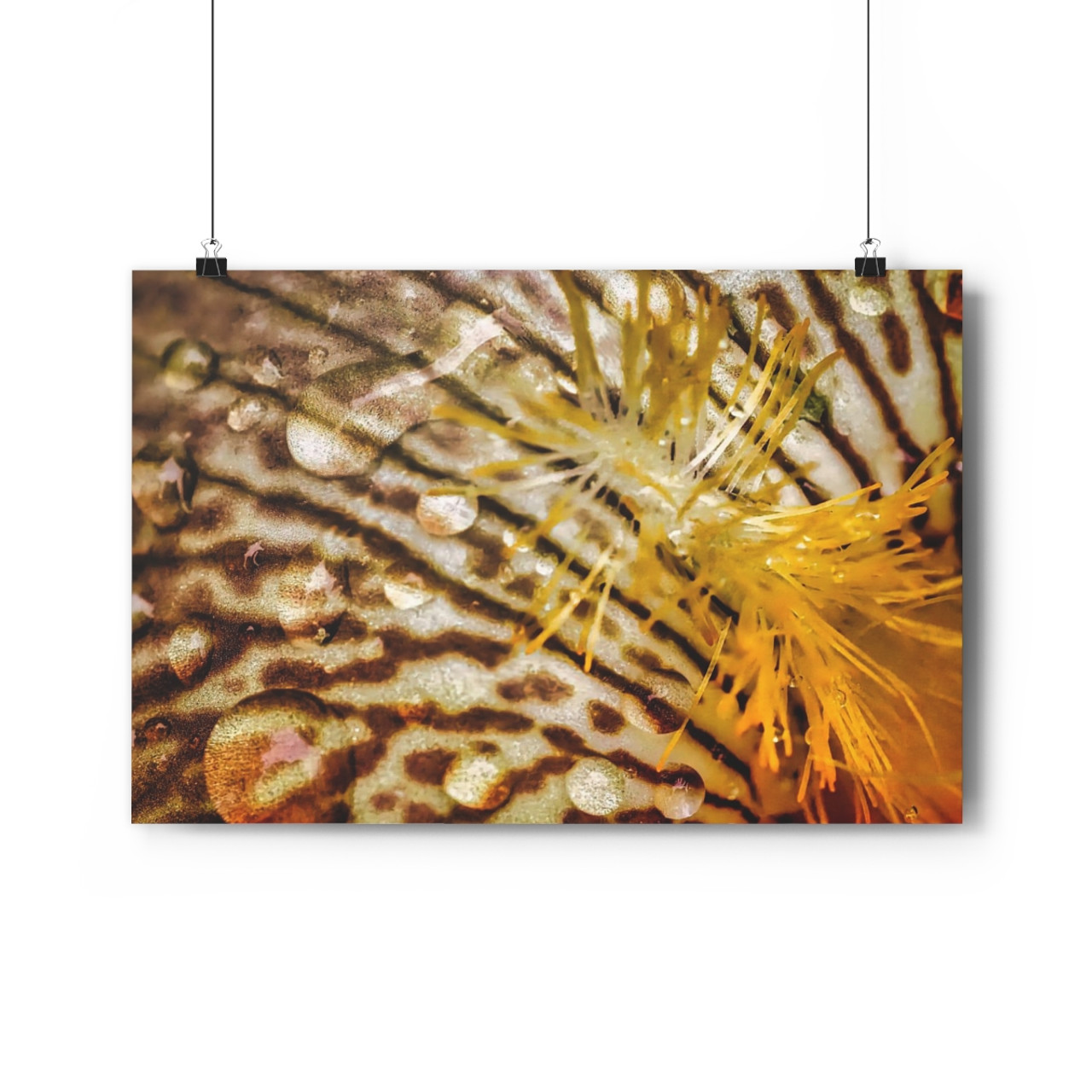 Gold Iris - Giclee-Printed Fine Art Photographic Print on Museum Grade Paper