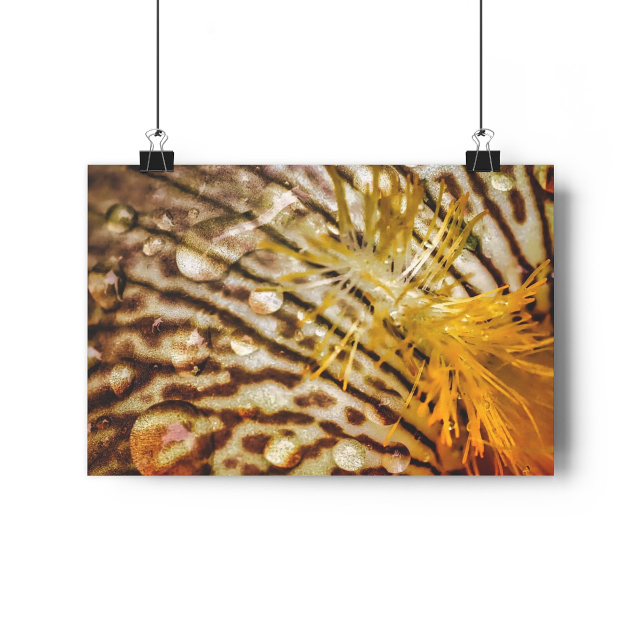 Gold Iris - Giclee-Printed Fine Art Photographic Print on Museum Grade Paper
