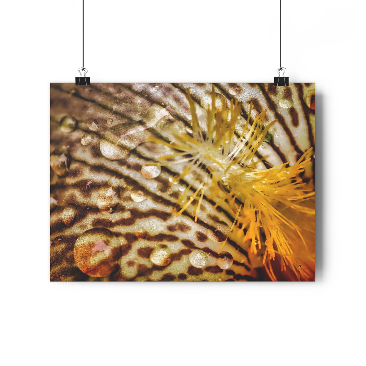 Gold Iris - Giclee-Printed Fine Art Photographic Print on Museum Grade Paper