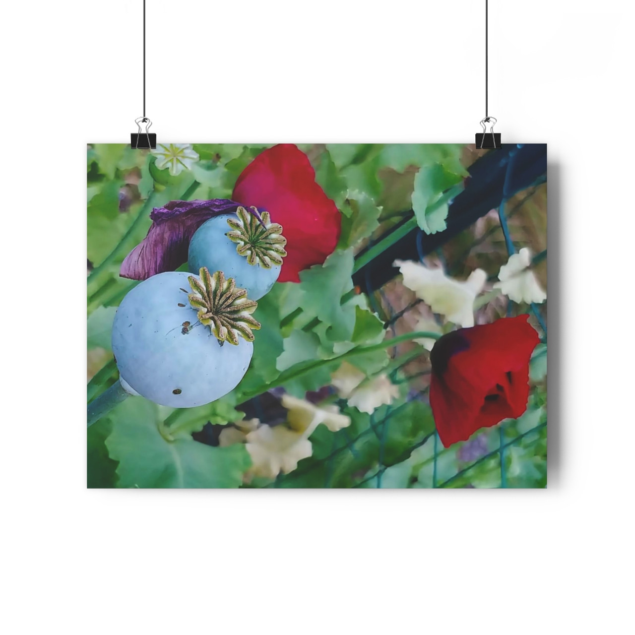 Poppies - Giclee-Printed Fine Art Photographic Print on Museum Grade Paper