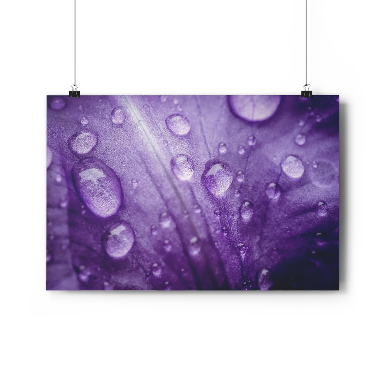 Violet Pedal - Giclee-Printed Fine Art Photographic Print on Museum Grade Paper