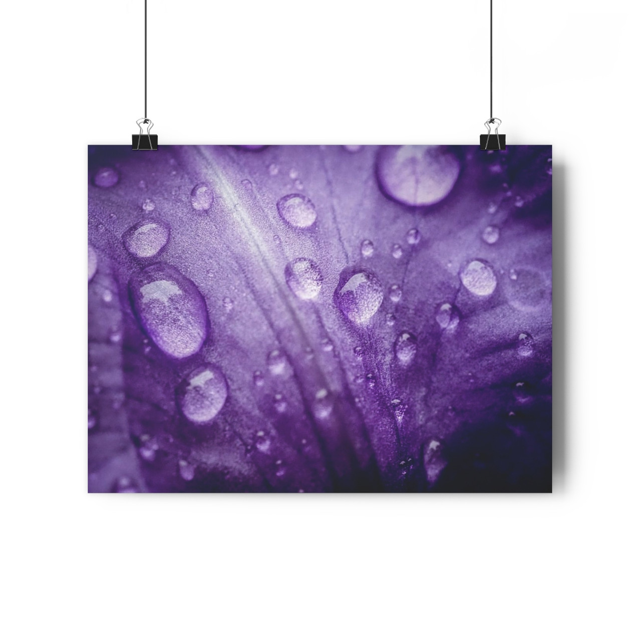Violet Pedal - Giclee-Printed Fine Art Photographic Print on Museum Grade Paper