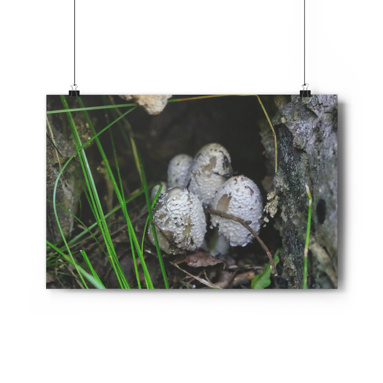 Shroomies - Giclee-Printed Fine Art Photographic Print on Museum Grade Paper